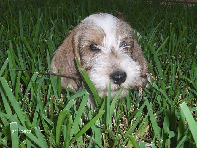 2014 1st Place Cutest Puppy:Mulligan – Owner/ Photographer Carol Quaranta