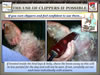 National_Grooming_Presentation-_finished_Page_25