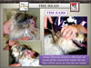 National_Grooming_Presentation-_finished_Page_43