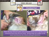 National_Grooming_Presentation-_finished_Page_47