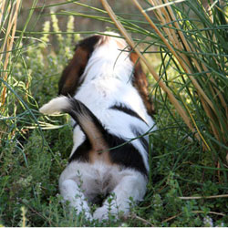 PBGV Puppy Watch the Grass Grow