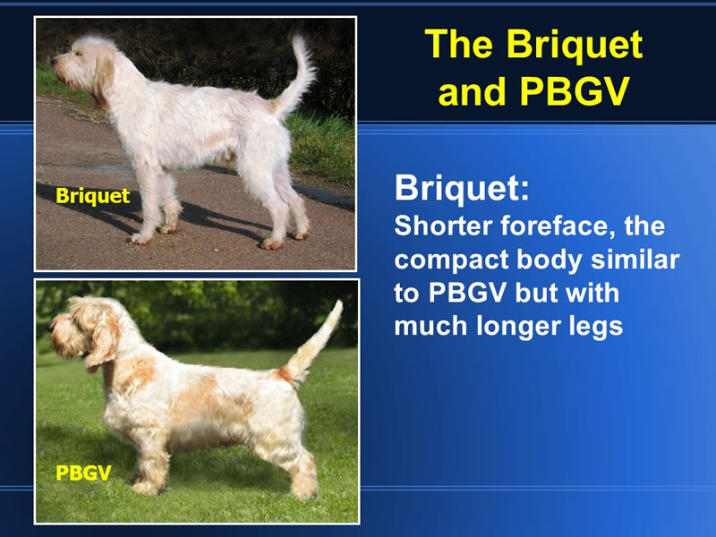 Until about 1975 in France the GBGV and the PBGV were whelped in the very same litters. In 1976 the two breeds became separate. In many ways the Briquet, the medium sized Vendeen Hound pictured here (above) resembles the PBGV. Note the shorter body length and his foreface and ear yet the decidedly long legs. All 4 have rough coats.