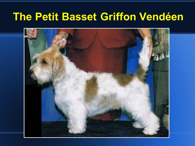 The PBGV is compact and casual. Note the overall appearance.