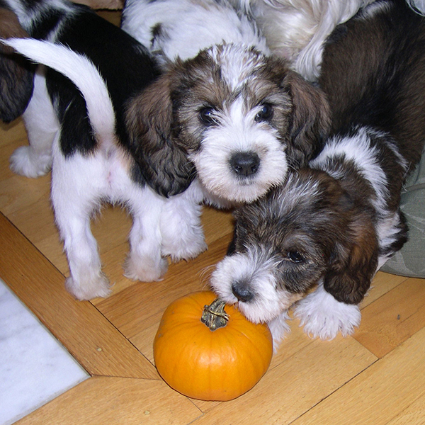 First Pumpkin Season for PBGV Puppies