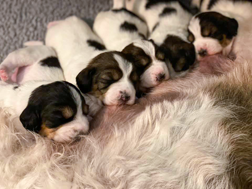 New born PBGV puppies